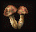 MutantMushroom